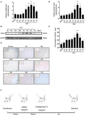 Inhibition of NOX4/ROS Suppresses Neuronal and Blood-Brain Barrier Injury by Attenuating Oxidative Stress After Intracerebral Hemorrhage